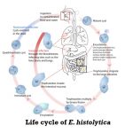 Entamoeba histolytica: Morphology, Life cycle, Pathogenesis, Lab Diagnosis and Treatment