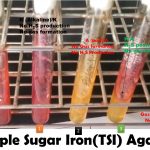 Oxidation fermentation, Hydrogen Sulfide, Gas Formation Test: Introduction, Agar Composition, Principle, Procedure, Result and Interpretation
