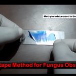 Cellotape Method for Fungus Observation: Introduction, Test Requirements, Test Procedure and Result Interpretation