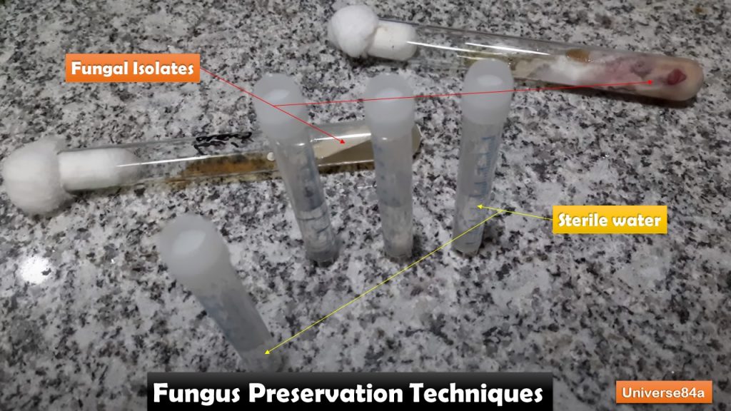 Fungus Preservation Techniques: Introduction, Types and Detals About Sterile Water Preservation Technique