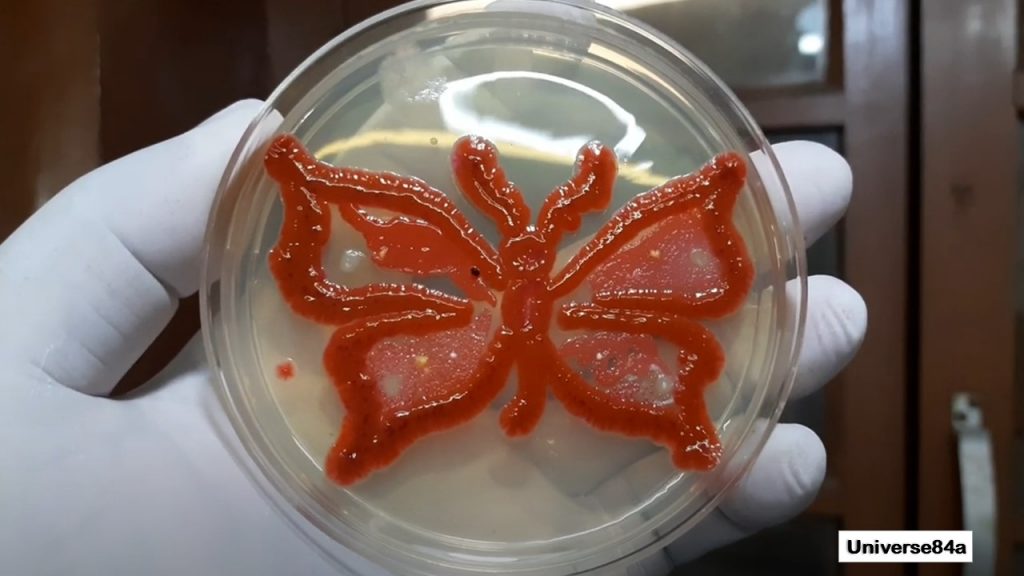 Germ Art: Introduction, Requirements, Making Procedure, Uses and Keynotes