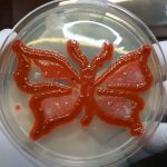 Germ Art: Introduction, Requirements, Making Procedure, Uses and Keynotes