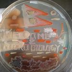 Microbial Art: Introduction, Requirements, Making Procedure, Uses and Keynotes