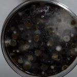 Air Microbiology: Introduction, Detection Methods, Procedure, Result Interpretation and Keynotes