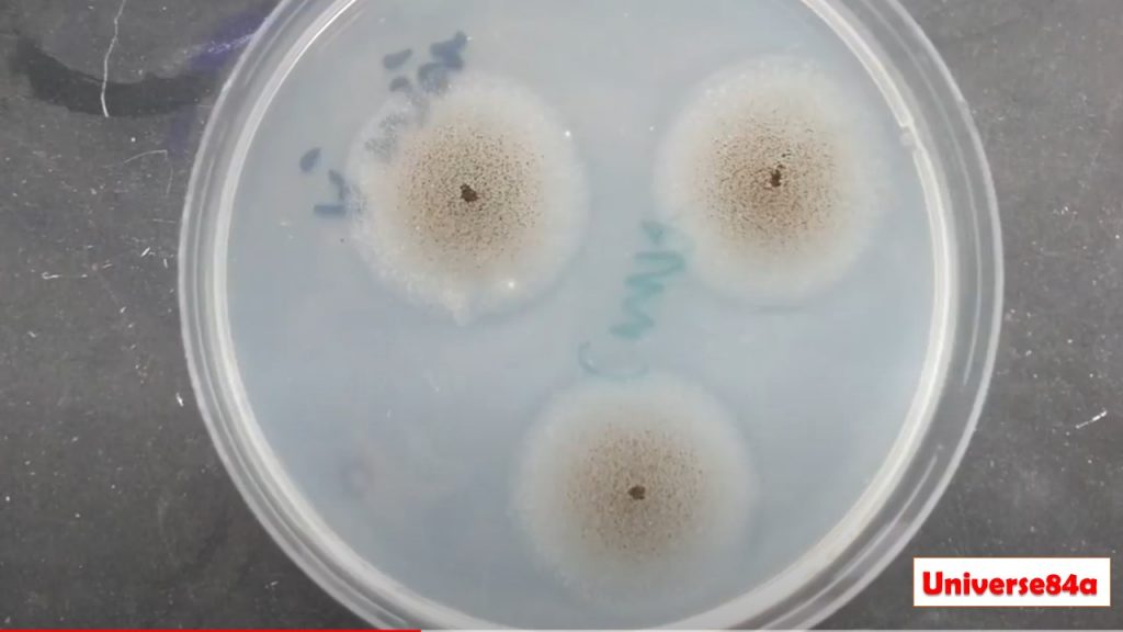 CMA: Introduction, Principle, Composition, Test Procedure, Colony Characteristics and Uses