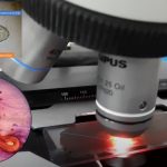 Common Medical Parasites: Introduction, List of Parasites, Text Links and Visual Links