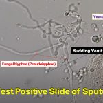 KOH Mount Footages of Various Fungi: Introduction, List of Footages and Decriptions
