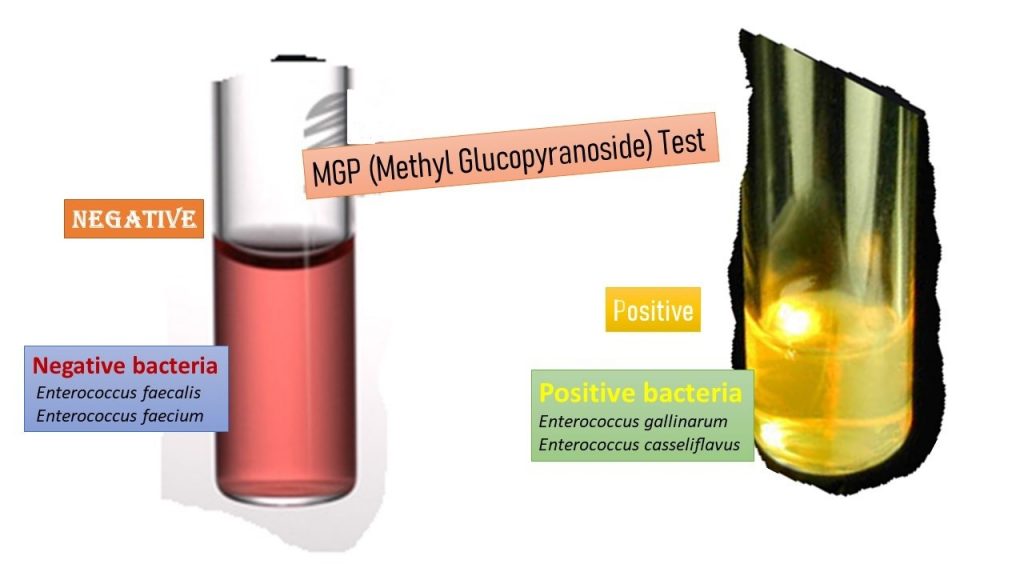 Methyl-α-D-Glucopyranoside Test: Introduction, Principle, Procedure, Result Interpretation, Uses and Keynotes