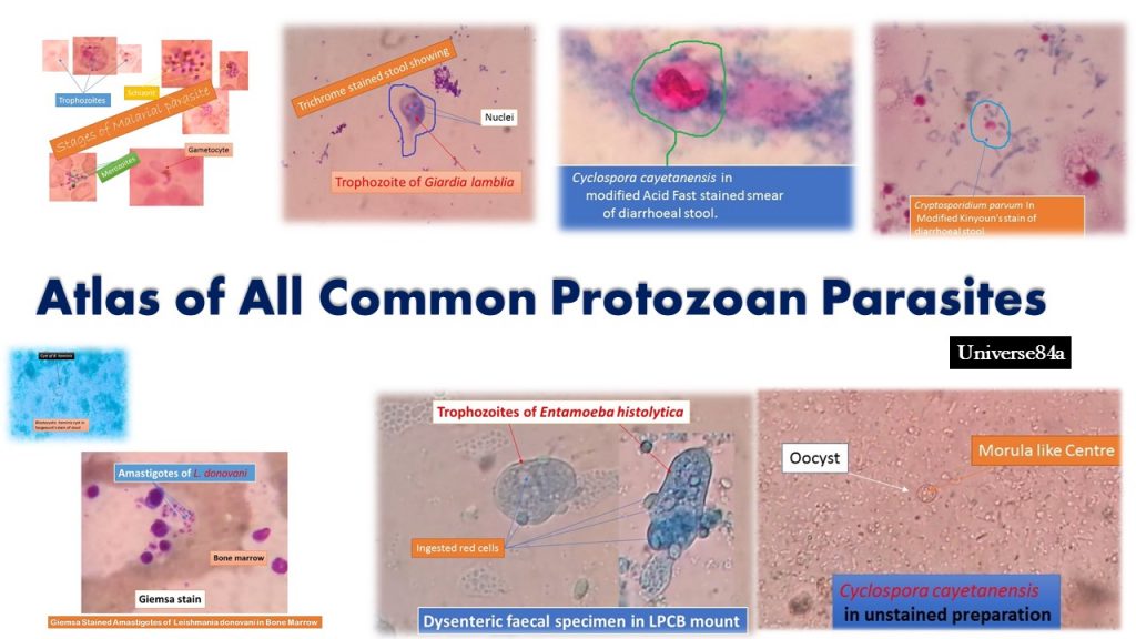 Protozoan Parasites Atlas: Introduction, List of Parasites with Short Description
