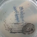 Tinsdale Agar: Introduction, Principle, Composition, Preparation, Procedure, Colony Morphology, Uses and Keynotes
