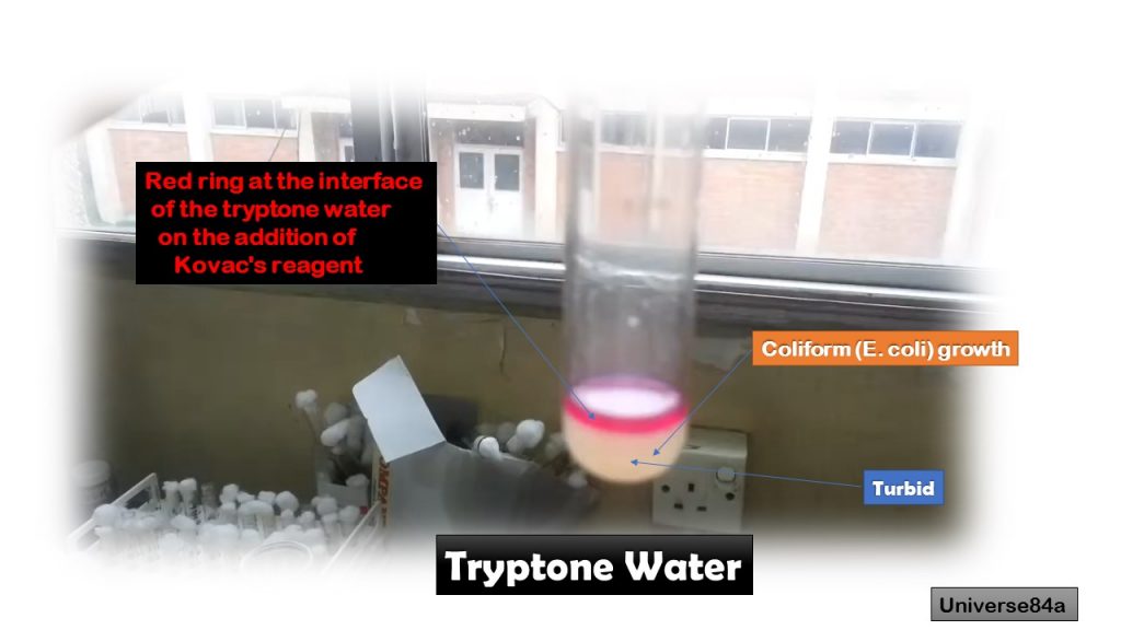 Tryptone Water: Introduction, Principle, Composition, Preparation, Procedure, Colony Morphology, Uses and Keynotes