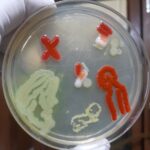 Human Microbiome Agar Art and its Importance in our body