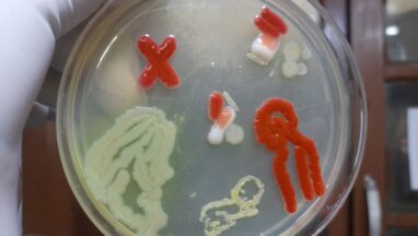 Human Microbiome Agar Art and its Importance in our body