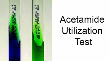 Acetamide Utilization Test-Positive and Negative Bacteria