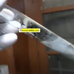 Melanized Fungi: Introduction, List of Melanized Fungi, Pathogenecity, and Keynotes