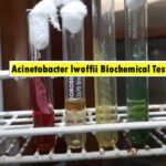 Acinetobacter lwoffii Introduction, Morphology, Pathogenicity, Laboratory Diagnosis, Treatment, Prevention, and Keynotes
