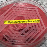 CoNS -Introduction, Morphology, Pathogenicity, Lab Diagnosis, Treatment, Prevention, and Keynotes