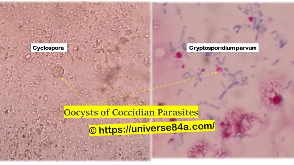 Coccidian Parasites-Introduction, Morphology, Pathogenicity, Lab Diagnosis, Treatment, Prevention, and Keynotes