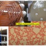 Acinetobacter: Introduction, Morphology, Pathogenicity, Laboratory Diagnosis, Treatment, Prevention, and Keynotes