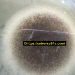 Aspergillus niger: Introduction, Morphology, Pathogenicity, Lab Diagnosis, Treatment, Prevention, and Keynotes