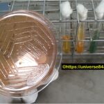 Aeromonas-Introduction, Morphology, Pathogenicity, Lab Diagnosis, Treatment, Prevention, and Keynotes