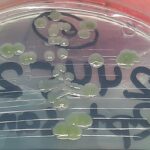 Serratia marcescens on CLED agar of urine culture