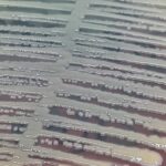 Klebsiella aerogenes -Introduction, Morphology, Pathogenicity, Lab Diagnosis, Treatment, Prevention, and Keynotes