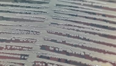 Klebsiella aerogenes -Introduction, Morphology, Pathogenicity, Lab Diagnosis, Treatment, Prevention, and Keynotes