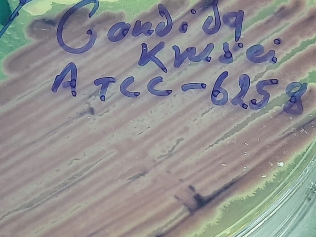 Pichia kudriavzevii ATCC strain on HiCrome Candida differential agar