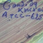 Pichia kudriavzevii ATCC strain on HiCrome Candida differential agar