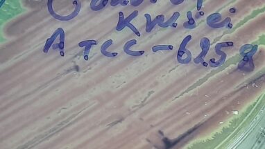 Pichia kudriavzevii ATCC strain on HiCrome Candida differential agar