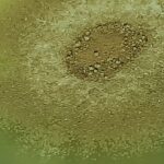 Aspergillus terreus: Introduction, Morphology, Pathogenicity, Lab Diagnosis, Treatment, Prevention, and Keynotes