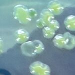 Acinetobacter baumannii complex colony morphology on CLED agar