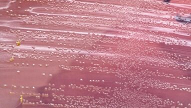 Sphingomonas paucimobilis-Introduction, Morphology, Pathogenicity, Lab Diagnosis, Treatment, Prevention, and Keynote
