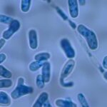 Trichosporon species- Introduction, Morphology, Medically Important Species, Pathogenicity, Lab Diagnosis, Treatment, Prevention, and Keynotes